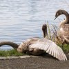 18.09.2021 Schwanenfamilie Juessee die ersten Flugübungen Foto@Sühs 