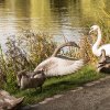 18.09.2021 Schwanenfamilie Juessee die ersten Flugübungen Foto@Sühs 