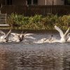 18.09.2021 Schwanenfamilie Juessee die ersten Flugübungen Foto@Sühs 