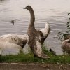 18.09.2021 Schwanenfamilie Juessee die ersten Flugübungen Foto@Sühs 