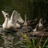 18.09.2021 Schwanenfamilie Juessee die ersten Flugübungen Foto@Sühs 