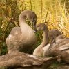 18.09.2021 Schwanenfamilie Juessee die ersten Flugübungen Foto@Sühs 