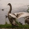 18.09.2021 Schwanenfamilie Juessee die ersten Flugübungen Foto@Sühs 