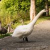 18.09.2021 Schwanenfamilie Juessee die ersten Flugübungen Foto@Sühs 