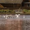 18.09.2021 Schwanenfamilie Juessee die ersten Flugübungen Foto@Sühs 