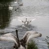 18.09.2021 Schwanenfamilie Juessee die ersten Flugübungen Foto@Sühs 