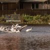 18.09.2021 Schwanenfamilie Juessee die ersten Flugübungen Foto@Sühs 