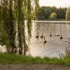 18.09.2021 Schwanenfamilie Juessee die ersten Flugübungen Foto@Sühs 