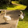 18.09.2021 Schwanenfamilie Juessee die ersten Flugübungen Foto@Sühs 