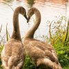 18.09.2021 Schwanenfamilie Juessee die ersten Flugübungen Foto@Sühs 