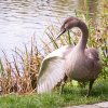 18.09.2021 Schwanenfamilie Juessee die ersten Flugübungen Foto@Sühs 