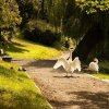 18.09.2021 Schwanenfamilie Juessee die ersten Flugübungen Foto@Sühs 