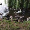 01.08.2021 Schwanenfamilie Juessee 