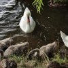 01.08.2021 Schwanenfamilie Juessee 