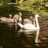 Schwanenfamilie 24.07.2021 Foto@Sühs