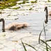 Schwanenfamilie 24.07.2021 Foto@Sühs