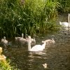 Schwanenfamilie 24.07.2021 Foto@Sühs