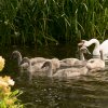 Schwanenfamilie 24.07.2021 Foto@Sühs