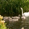 Schwanenfamilie 24.07.2021 Foto@Sühs