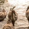 Schwanenfamilie Juessee Herzberg  21.08.2021 @sühs