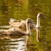 Schwanenfamilie Juessee Herzberg  21.08.2021 @sühs