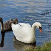 Schwanenfamilie Juessee Herzberg  21.08.2021 @sühs