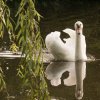 Schwanenfamilie Juessee Herzberg  21.08.2021 @sühs