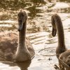 Schwanenfamilie Juessee Herzberg  21.08.2021 @sühs