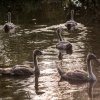 Schwanenfamilie Juessee Herzberg  21.08.2021 @sühs