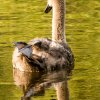 Schwanenfamilie Juessee Herzberg  21.08.2021 @sühs