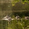 Schwanenfamilie Juessee Herzberg  21.08.2021 @sühs