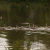 Schwanenfamilie Juessee Herzberg  21.08.2021 @sühs