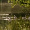 Schwanenfamilie Juessee Herzberg  21.08.2021 @sühs