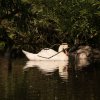 Schwanenfamilie Juessee Herzberg  21.08.2021 @sühs