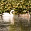 Schwanenfamilie Juessee Herzberg  21.08.2021 @sühs