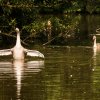 Schwanenfamilie Juessee Herzberg  21.08.2021 @sühs