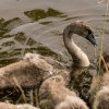 Schwanenfamilie Juessee Herzberg  21.08.2021 @sühs