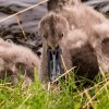 Schwanenfamilie Juessee Herzberg  21.08.2021 @sühs