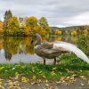 Unsere Juessee Schwäne, Schwanfamilie Bilder Oktober/November Jungschwäne Jues