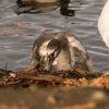 Unsere Juessee Schwäne, Schwanfamilie Bilder Oktober/November Jungschwäne Jues