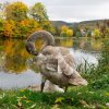 Unsere Juessee Schwäne, Schwanfamilie Bilder Oktober/November Jungschwäne Jues