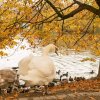 Unsere Juessee Schwäne, Schwanfamilie Bilder Oktober/November Jungschwäne Jues