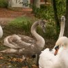 Unsere Juessee Schwäne, Schwanfamilie Bilder Oktober/November Jungschwäne Jues