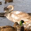 Unsere Juessee Schwäne, Schwanfamilie Bilder Oktober/November Jungschwäne Jues