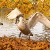 Unsere Juessee Schwäne, Schwanfamilie Bilder Oktober/November Jungschwäne Jues