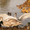 Unsere Juessee Schwäne, Schwanfamilie Bilder Oktober/November Jungschwäne Jues