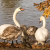 Unsere Juessee Schwäne, Schwanfamilie Bilder Oktober/November Jungschwäne Jues