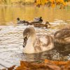 Unsere Juessee Schwäne, Schwanfamilie Bilder Oktober/November Jungschwäne Jues