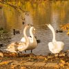 Unsere Juessee Schwäne, Schwanfamilie Bilder Oktober/November Jungschwäne Jues