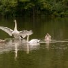 Schwanfamilie Jungschwäne werden erwachsen September 2022